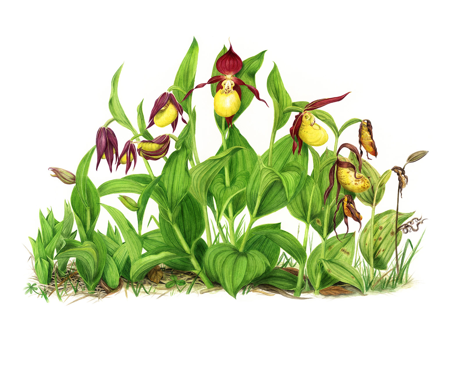 Cypripedium--calceolus-zapatito-dama-ilustracion