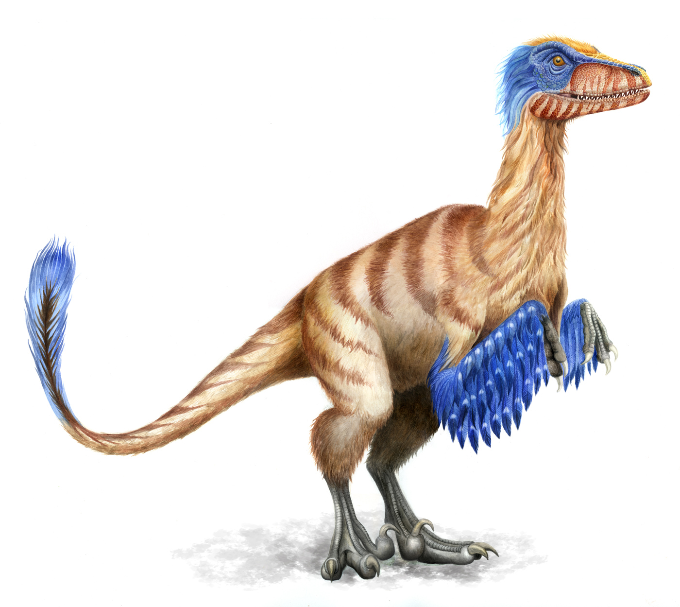 dinosaurio-raptor-ilustracion