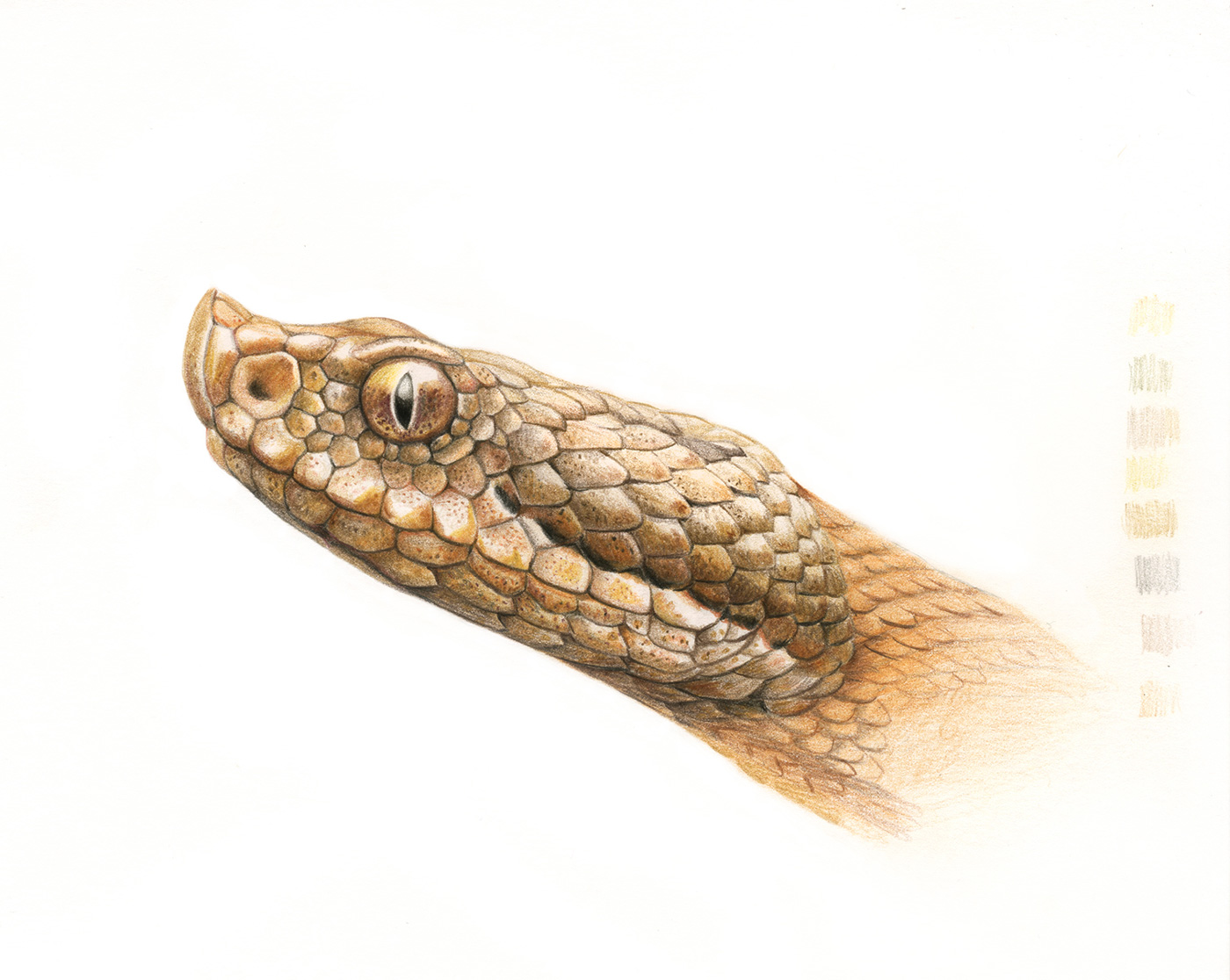 ilustracion-vibora-hocicuda-vipera-latastei