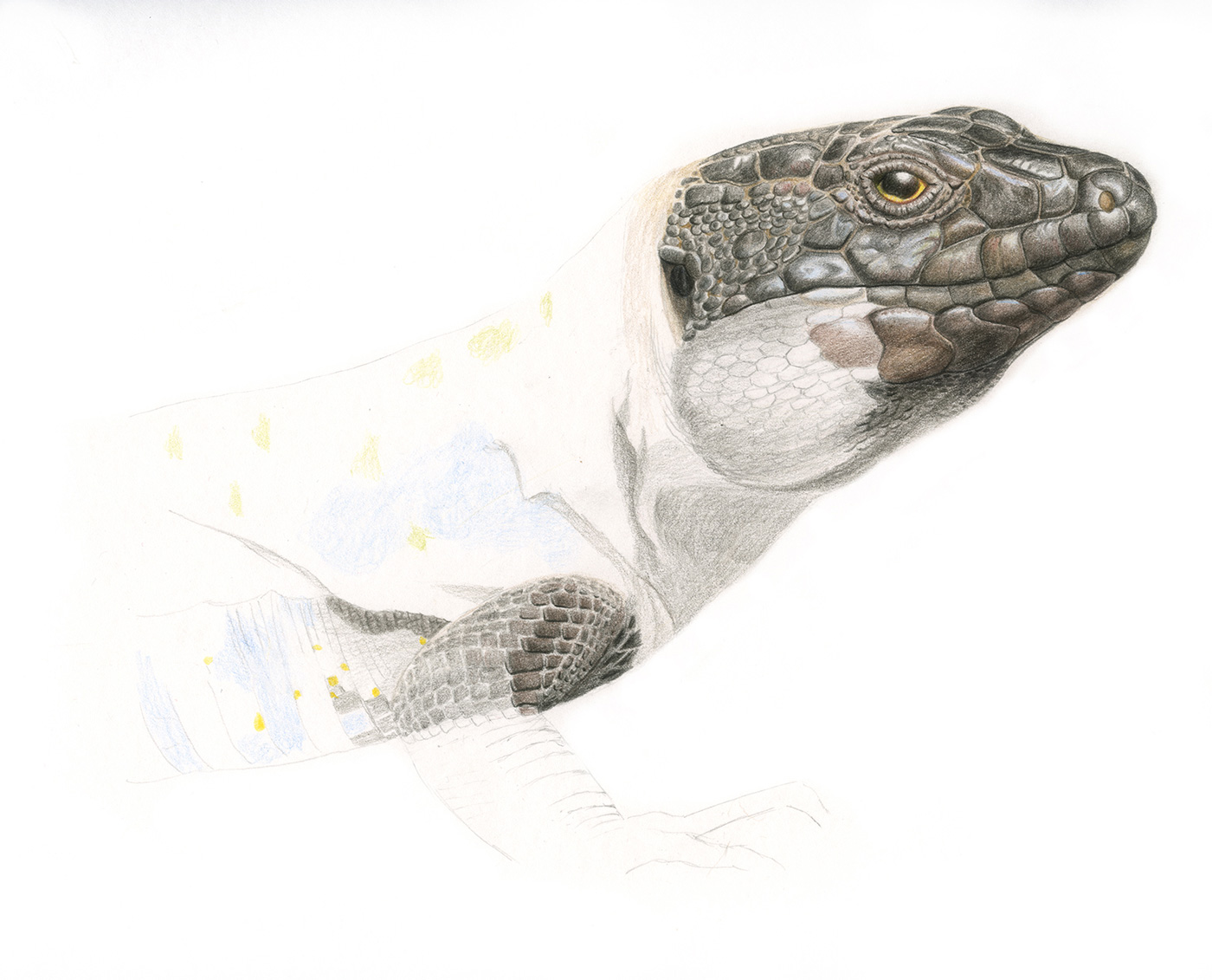 lagarto-tizón-ilustracion-work-in-progress