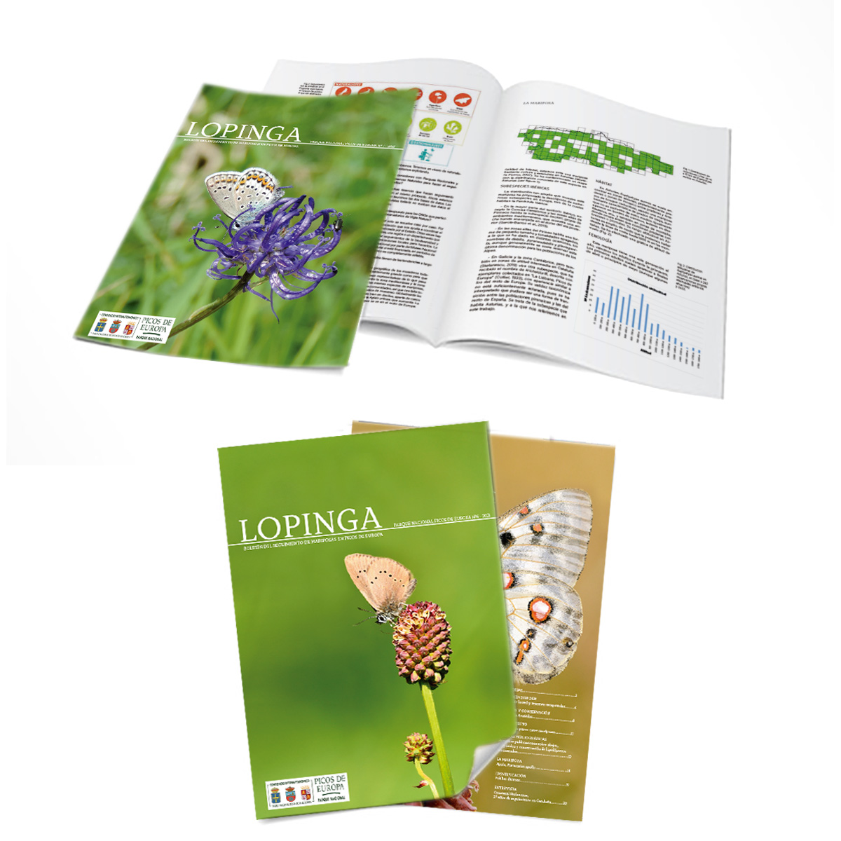 revista-lopinga-mariposas-picos-europa