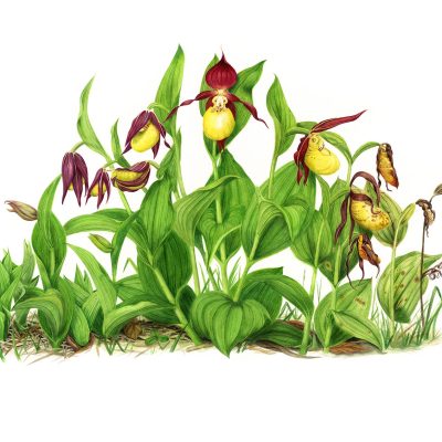 Cypripedium--calceolus-zapatito-dama-ilustracion