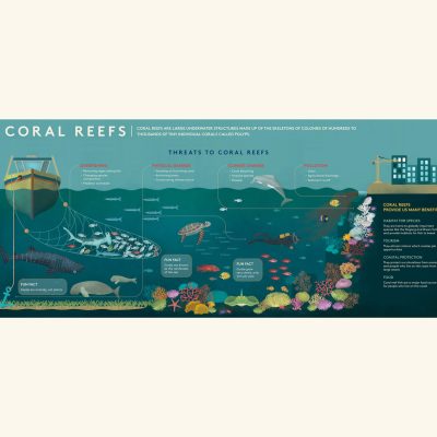 arrecifes-coral-mar-rojo-infografia-red-sea-coral-reef