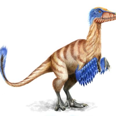 dinosaurio-raptor-ilustracion