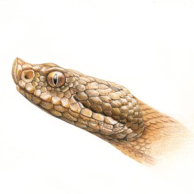 ilustracion-vibora-hocicuda-vipera-latastei