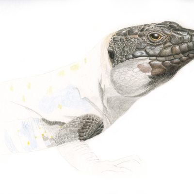 lagarto-tizón-ilustracion-work-in-progress